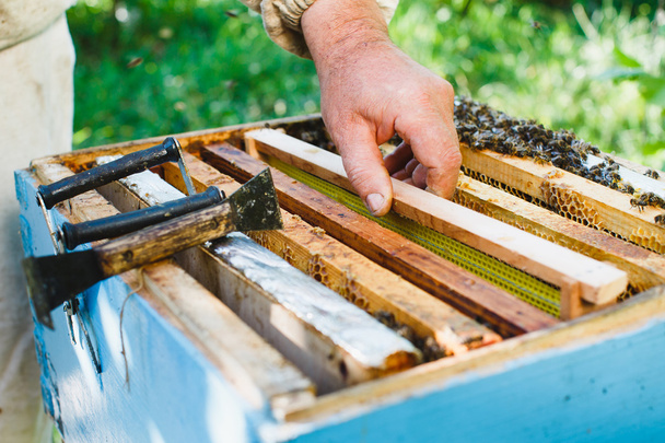L'apicoltore fa l'ispezione di alveare
 - Foto, immagini
