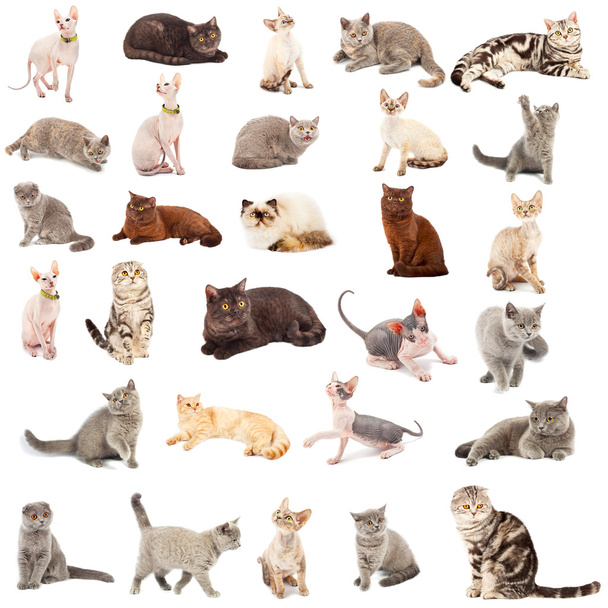 Collection of a cats - 写真・画像