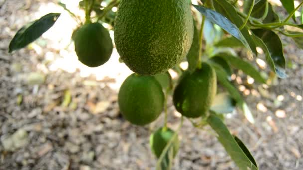 Frutas de abacate em plantação na colheita
 - Filmagem, Vídeo