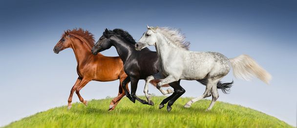 Лошади бегают в траве
 - Фото, изображение