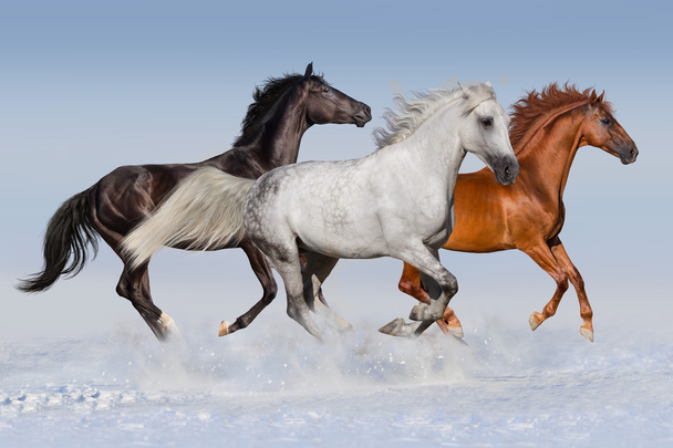 Лошади бегут в снегу
 - Фото, изображение