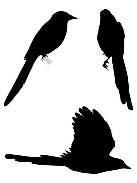 Set of silhouettes of magpies - Vektori, kuva