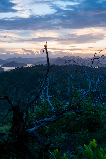 Abgestorbener Baum auf einem Hügel Überblick über Meer und Insel - Foto, Bild