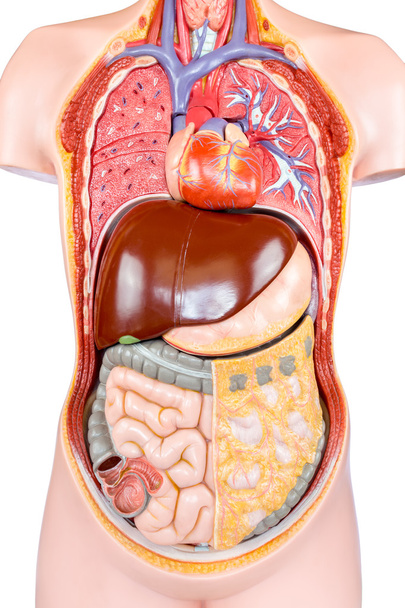 Model plastový lidský trup s orgány na bílém pozadí - Fotografie, Obrázek