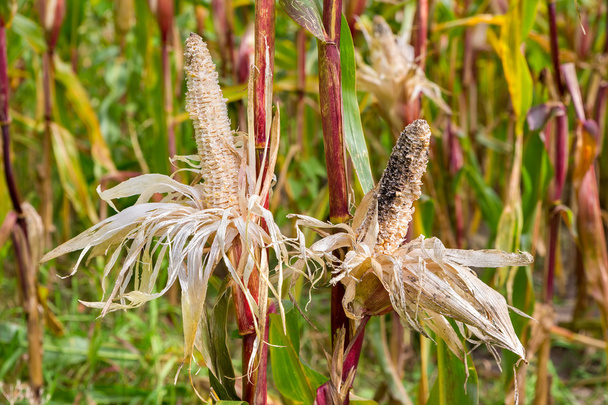 Twee gegeten beschadigd maïskolven in maïsveld - Foto, afbeelding