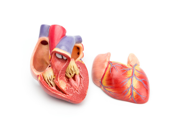 Modelo abierto de corazón humano que muestra el interior
 - Foto, imagen