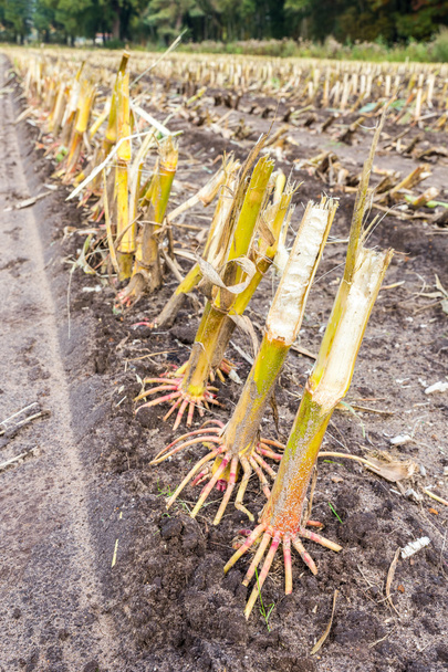 Row of  cut corn subbles on soil - Photo, Image