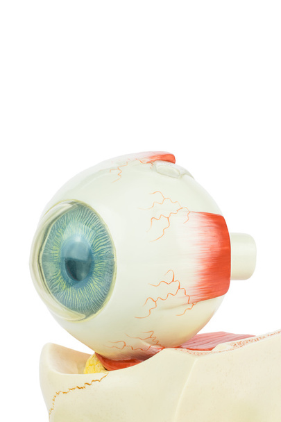 Ludzkie oko model na białym tle - Zdjęcie, obraz