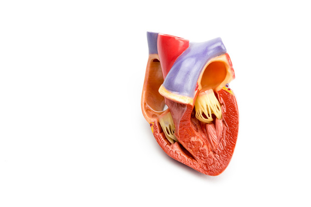 Modelo de corazón humano abierto aislado sobre fondo blanco
 - Foto, Imagen