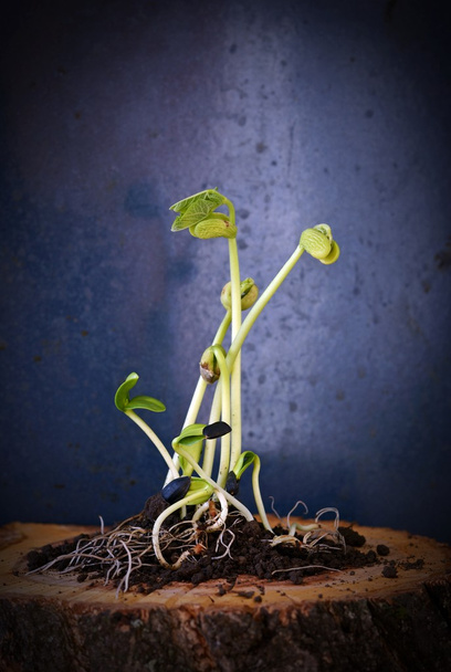 прорастающая капуста микро-зеленая
 - Фото, изображение