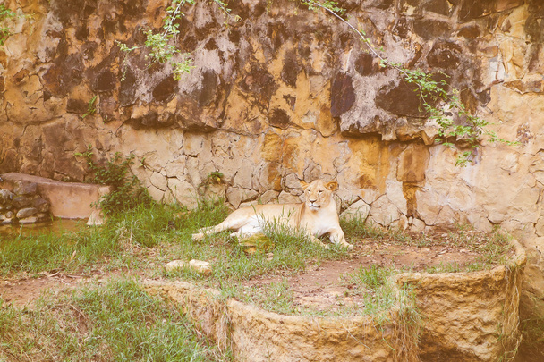 Retro looking Lioness animal - Foto, Imagem