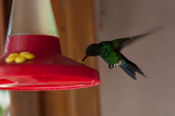 Humming Bird comiendo o bebiendo mientras vuela desde el dispensador de agua roja
 - Foto, Imagen