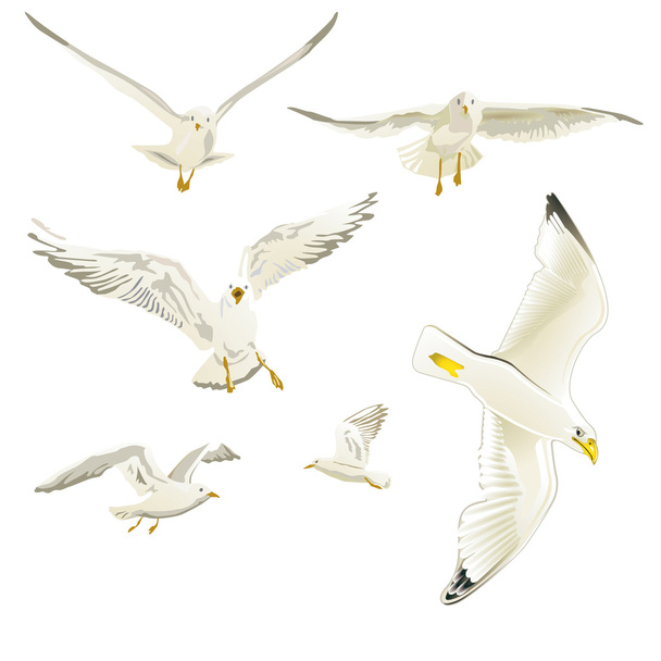 Seagulls - Vector, Image