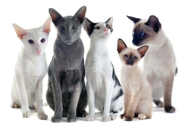 chats orientaux et siamois
 - Photo, image