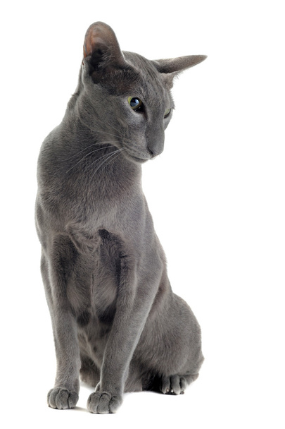 Chat oriental gris
 - Photo, image