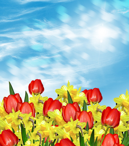 Άνοιξη. Λουλούδια του daffodils και οι τουλίπες. - Φωτογραφία, εικόνα