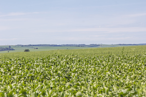 Soybean crop plantation - Photo, Image