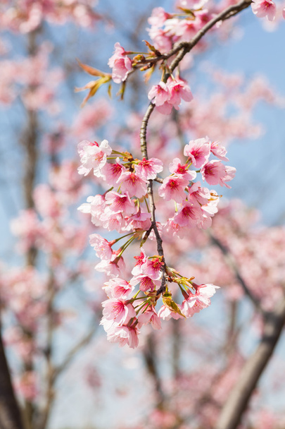 mooie kersenbloesems in het voorjaar - Foto, afbeelding
