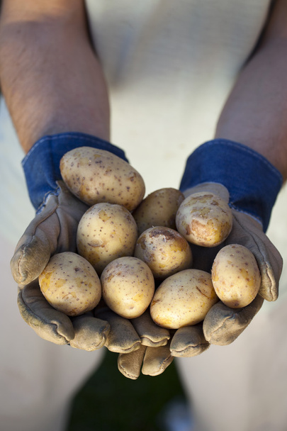 Group of potatoes - Photo, Image