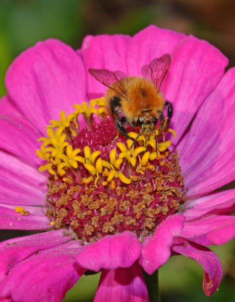 Wild bee pollinate flower - Photo, Image