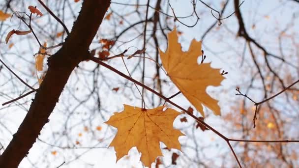 Im Herbst blättert der Baum im Wind. Erstaunlicher Hintergrund - Filmmaterial, Video