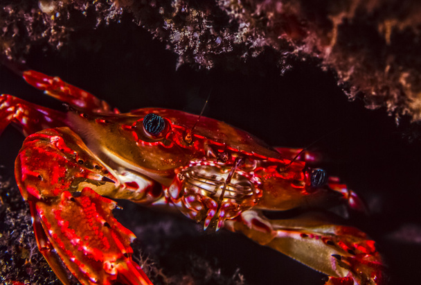Červená sklopné přiléhavé krab - Fotografie, Obrázek