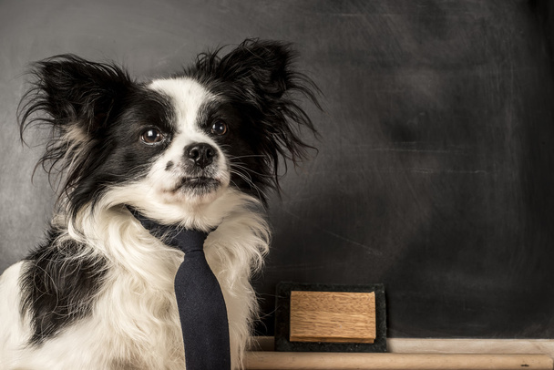 Pies jako nauczyciel w szkole - Zdjęcie, obraz