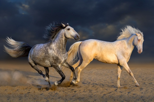 Zwei Pferdespiele - Foto, Bild