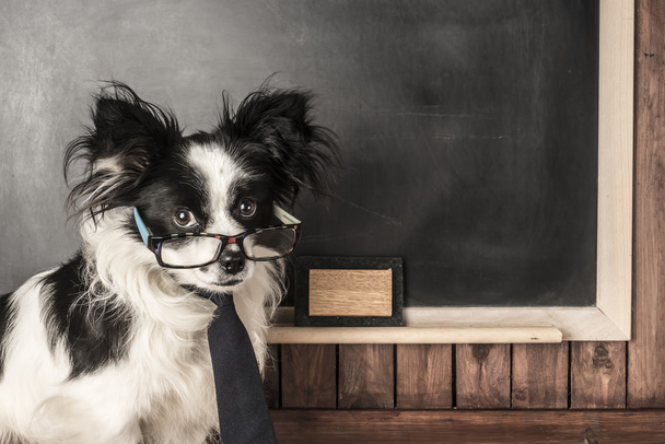 Cane come insegnante di scuola con occhiali e cravatta
 - Foto, immagini