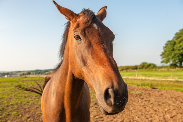 brauner Pferdekopf - Foto, Bild