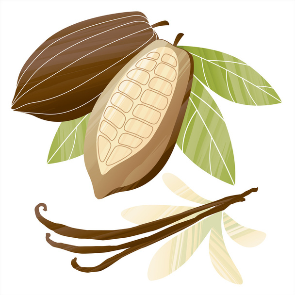 Illustrazione di fagioli di cacao e baccelli di vaniglia
 - Vettoriali, immagini