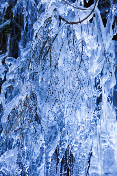 Branches d'arbres couvertes de glace - Photo, image