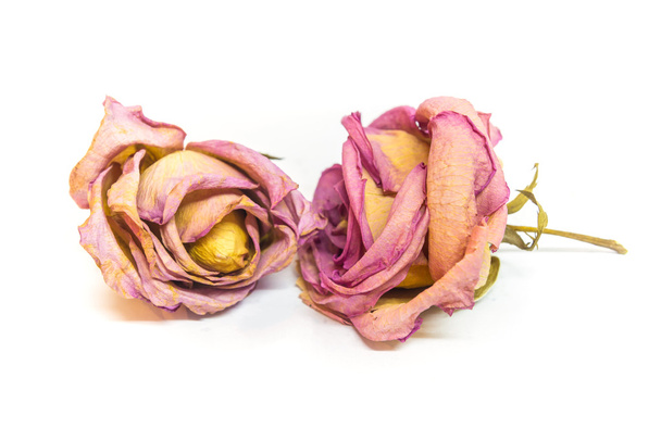 rosa conservada colorido
 - Foto, imagen