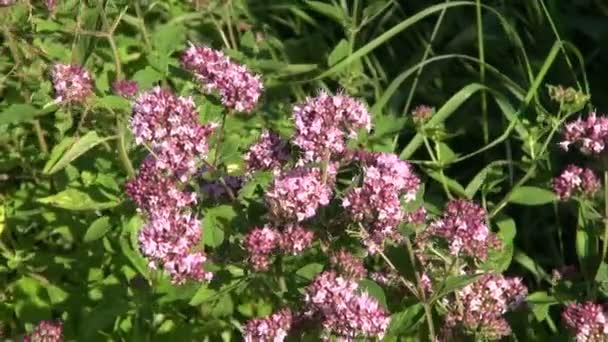 Pszczoła zbierająca pyłek na kwiatach oregano - Materiał filmowy, wideo
