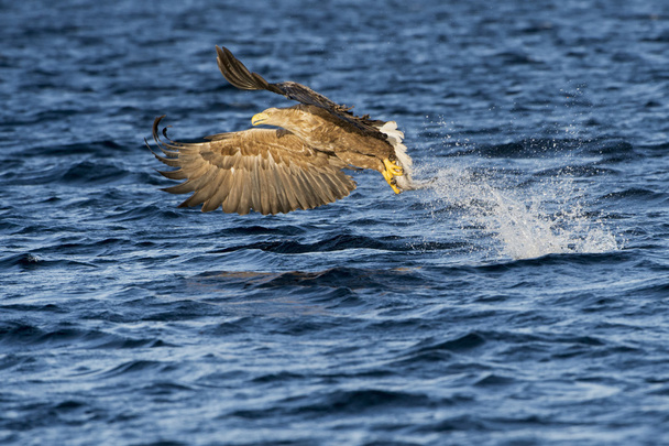 Águila de cola blanca captura de peces
 - Foto, Imagen