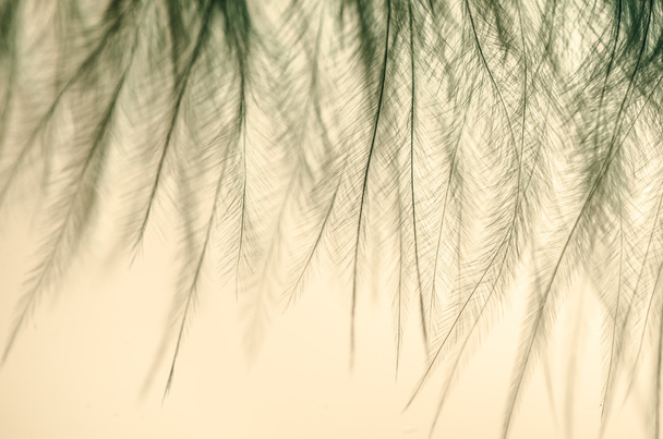 φτερό μακροεντολή επιλεκτική εστίαση  - Φωτογραφία, εικόνα
