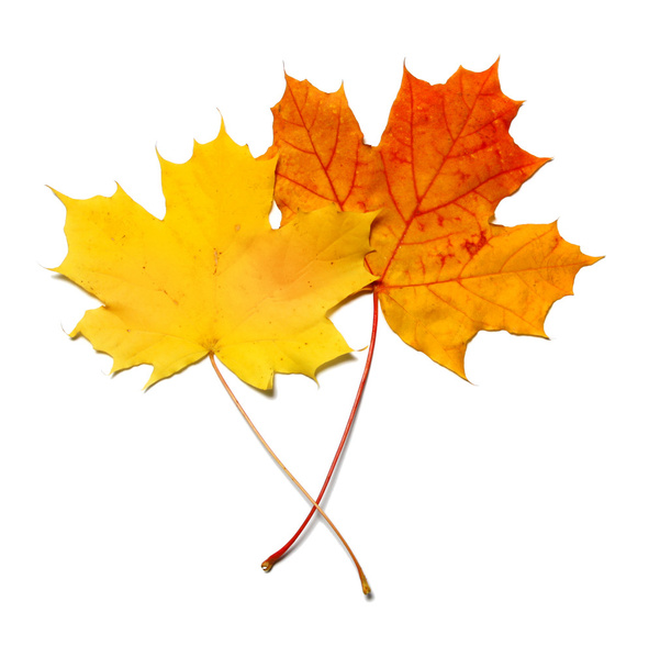 Yelllow and orange maple leaf - Photo, Image