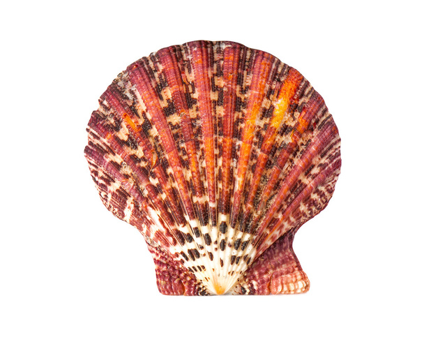 beautiful red sea shell on a white background - Photo, Image
