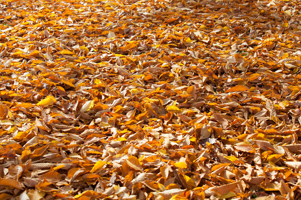 Χρυσή φθινόπωρο φύλλα. - Φωτογραφία, εικόνα