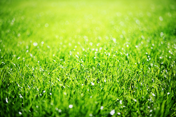 Gros plan sur l'herbe verte. - Photo, image