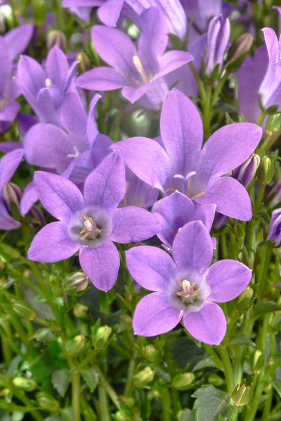 Fioletowe kwiaty dzwonek - Zdjęcie, obraz