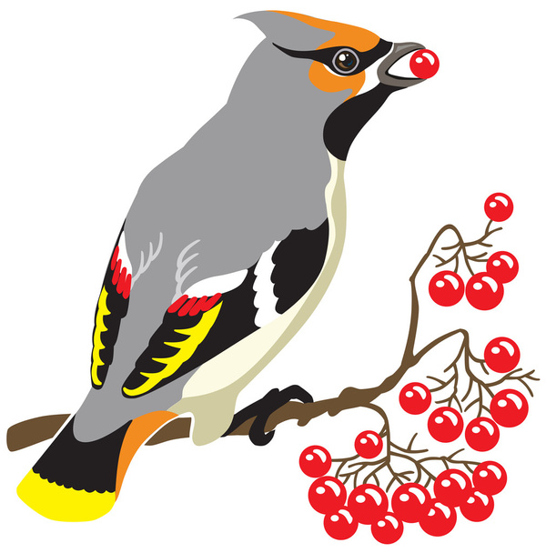 звичайний омелюх птах
 - Вектор, зображення