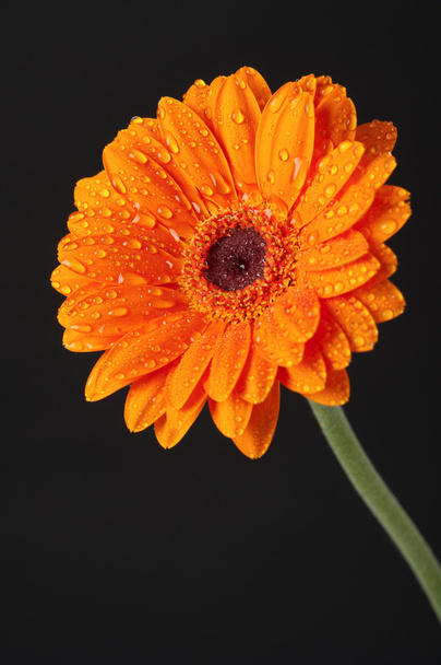Fleur de Marguerite Gerbera orange sur fond noir
 - Photo, image