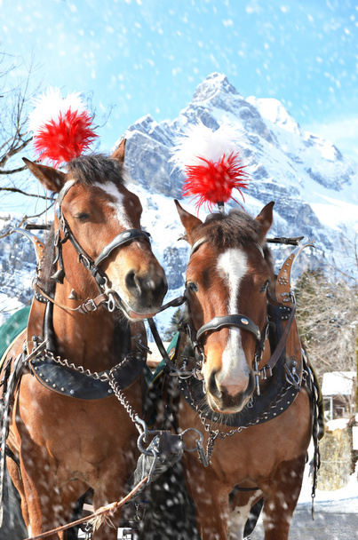 Pair of horses at winter - Foto, imagen