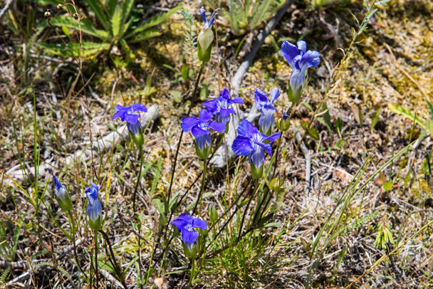 Gentian blue flower - Foto, imagen
