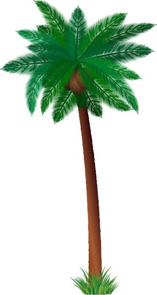 Detaylı palmiye ağacı - Fotoğraf, Görsel