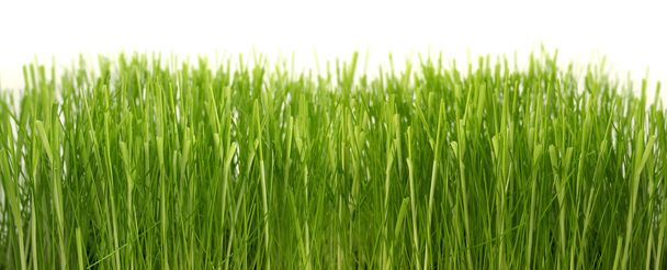 yoğun yeşil çimenler - Fotoğraf, Görsel