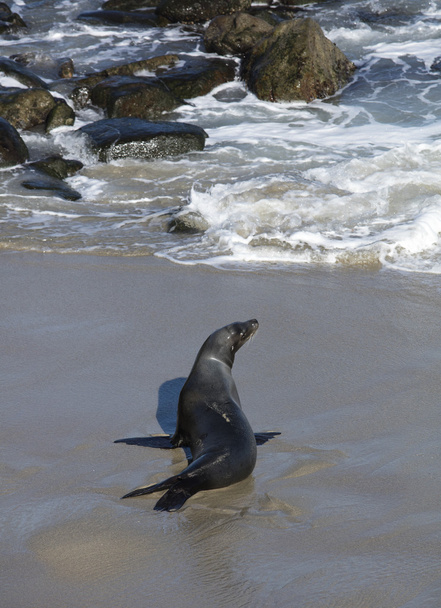 Sea Lion at the Beach of La Jolla California  - Photo, Image