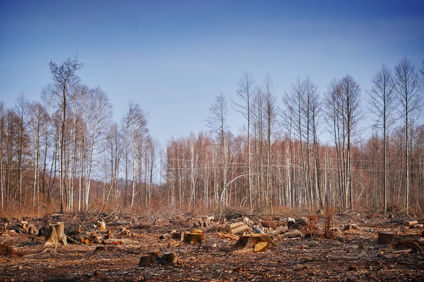 Сосновый лес вырубает заросший
 - Фото, изображение