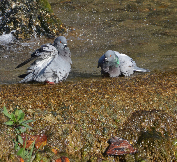 Pombos casal perto da fonte
 - Foto, Imagem